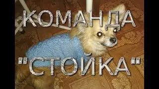 Погуляли.  Команда стойка  Шурке 1год и 2 месяца