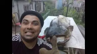 шашлык из сома