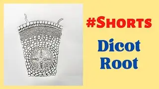 T.S. of a Dicot Root | Diagram Of Dicot Root 