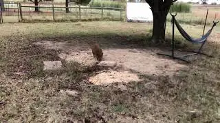 Jethro the KuneKune pig