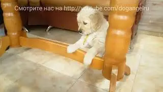 У нас второй золотистый ретривер! Ляля переезжает в новый дом!