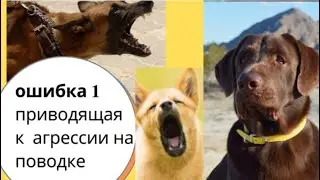 Ошибки приводящие к агрессии собаки. Или почему пес реагирует агрессивно на других?