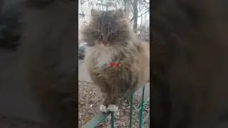 Вот он Настоящий Тигр !. 