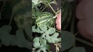 Кавун. Відкритий грунт. Вирощування вперше.Складноші з кавуном при вирощуванні.