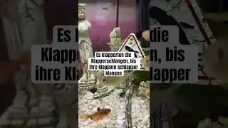 Es klapperten die Klapperschlangen