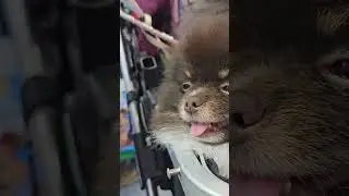 Quero um, quero todos! Spitz Alemão ou Lulu da pomerania?