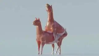 Animal love