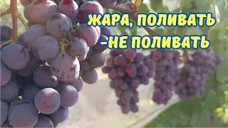 Поливать саженцы, не поливать виноград !!!