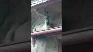 Markhor at the columbus zoo #animal #bringingthezootoyou #animalpark #zoo #wildlife