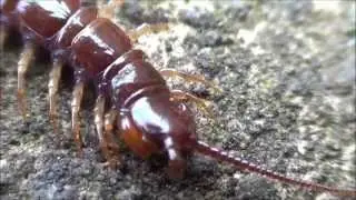Red Stone Centipede Up close (macro) footage.