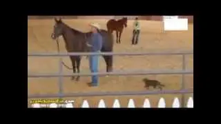 Horse attacking cat
