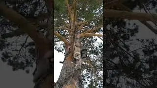 Кот спускается с дерева