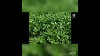 ভূঙরাজ গাছের পাতার রস মাথায় মাখলে চুল ঝরে পড়া বন্ধ হয়ে যায় ####