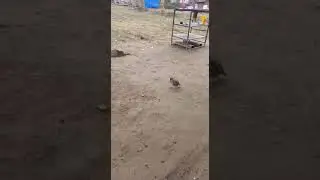 Бхон шербача
