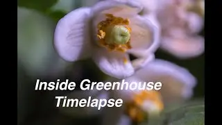Timelapse of Figs and Flowers Growing in a Greenhouse (January 2022)