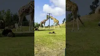 Giraffes eating Jardim Zoológico no Porto Zoo Santo Inácio Avintes Portugal