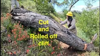 Cross Cut Saw Trail Work; Diaries from a greenhorn sawyer. Tree #30