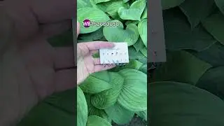 Находка  