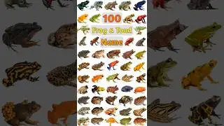 100 Frog & Toad Name : Part- 04 