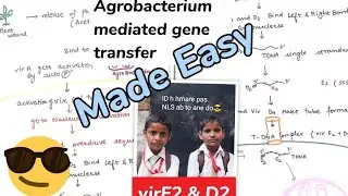 Agrobacterium mediated gene transfer #plant biotechnology#made easy😎