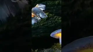 wowww