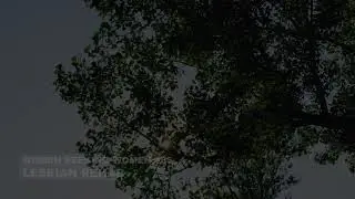 Women Seeking Women 185 TEASER 2
