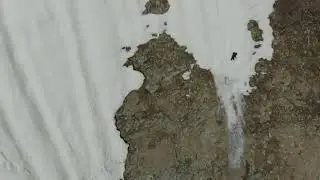 Упорство медвежонка/Bear persistence