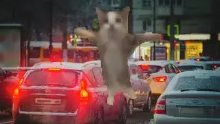 Кот шнапи танцует в разных местах