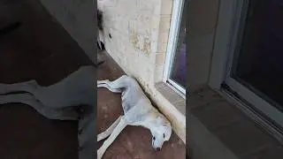 Good Ol’ Dogs