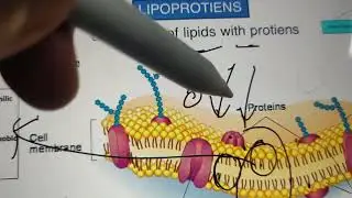 structure, function, classification of lipids- biochemistry