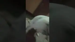 my Cute Labrador eating tost || My labrador Funny Moments #labrador #puppy #bunny Lushi Eating Tost
