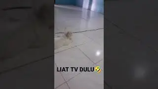 KUCING LIAT TV🤣😂 #kucinglucu