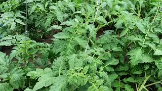 MY LIFE 🍃🌼/Долгое отсутствие/Лето 2021/Зелень/12.06.2021