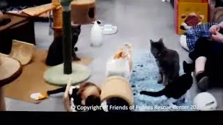 FFRC Cats kitten Aragorn, Egypt and Marilyn.