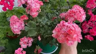 Цветение пеларгоний 2 ч