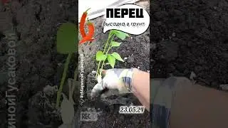 ПЕРЕЦ БЕЗ ПИКИРОВКИ Высадка в грунт, что кинуть в лунку | с Мариной Гусаковой