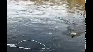 Doug Lands a Steelhead using Chad's Technique