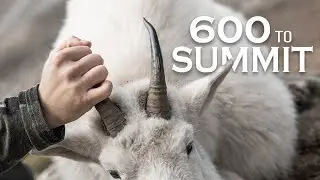 600 to Summit | Billy Goat Hunting in Colorado