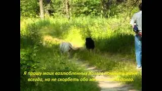 Памяти лабрадора Дианы Грейтест Хантер.