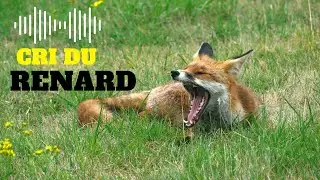 Cri du Renard la nuit