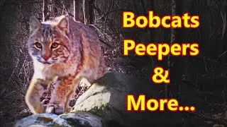 Spring Peepers are here, and so are bobcats