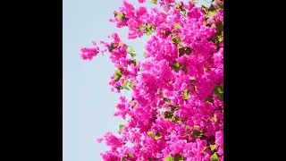 Bougainvillea Tool Update: New Features & Enhancements | Houdini & Unreal Engine Tutorial