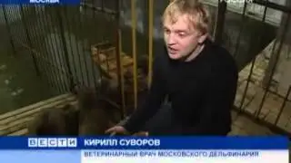 Чукотские моржата осваивают Московский дельфинарий