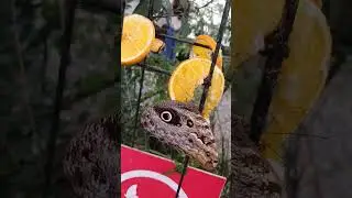 Orange butterfly's #video #live #beautiful