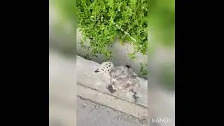 Птенец Чайки - Всё хочу на свете знать !