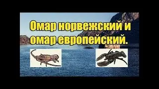 Русская рыбалка 3.99 Ловля Омара Европейского и Омара Норвежского