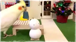 СМЕШНЫЕ ПОПУГАИ, приколы с животными   FUNNY PARROTS