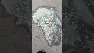 Обрыгался