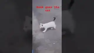 Cat Bonk Meme
