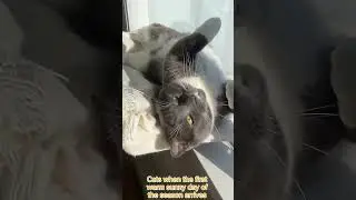 Heartwarming Moments: Cat Basking in Sunlight 🌞